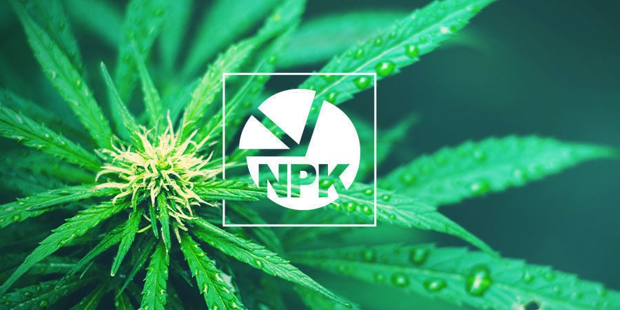 NPK: Wat Is De Beste Verhouding Voor Cannabiskweek?