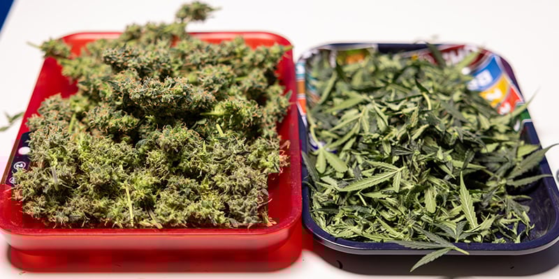 Kun je wietbladeren en knipafval gebruiken? Kun je wietbladeren en knipafval gebruiken?