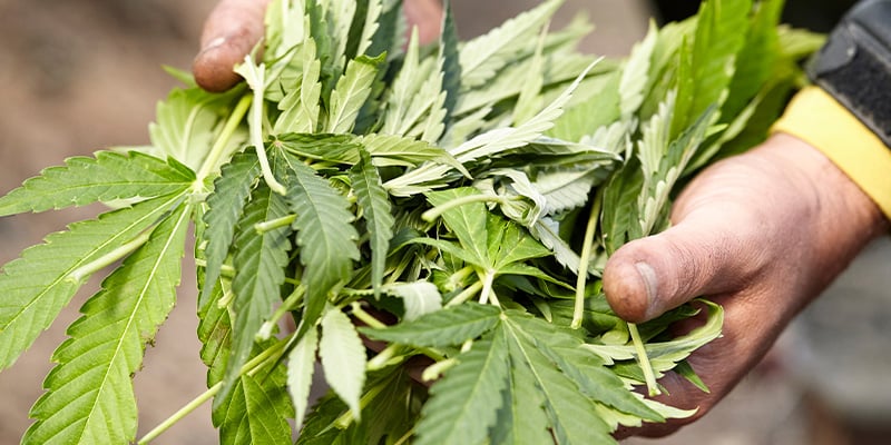 Tuingebruik & compost Tuingebruik & compost