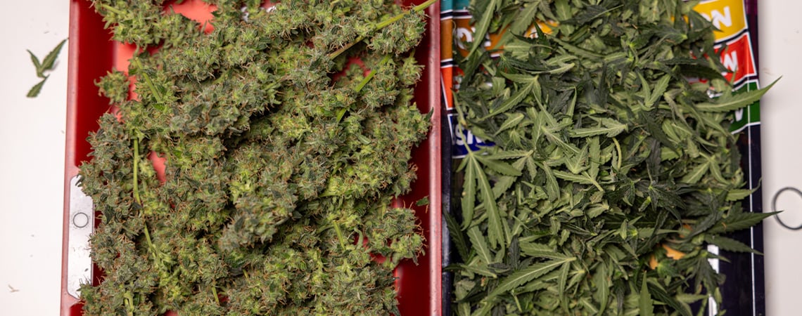 Wat te doen met overgebleven wietbladeren en knipafval Wat te doen met overgebleven wietbladeren en knipafval