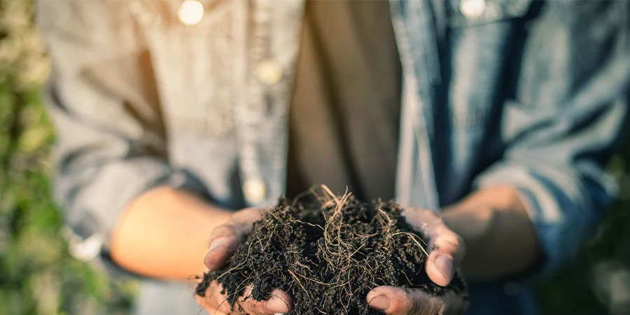 Gebruik cannabisbladeren als compost