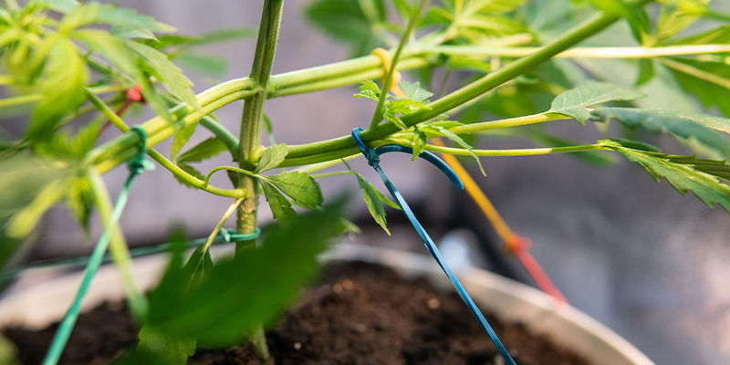 Probeer LST of ScrOG