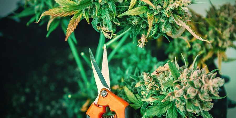 STAP 1: DE PLANTEN AFSNIJDEN