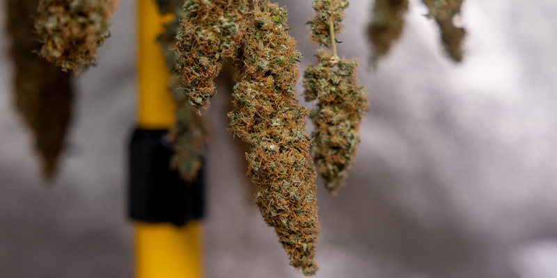 Drogen: de basis van een goede curing