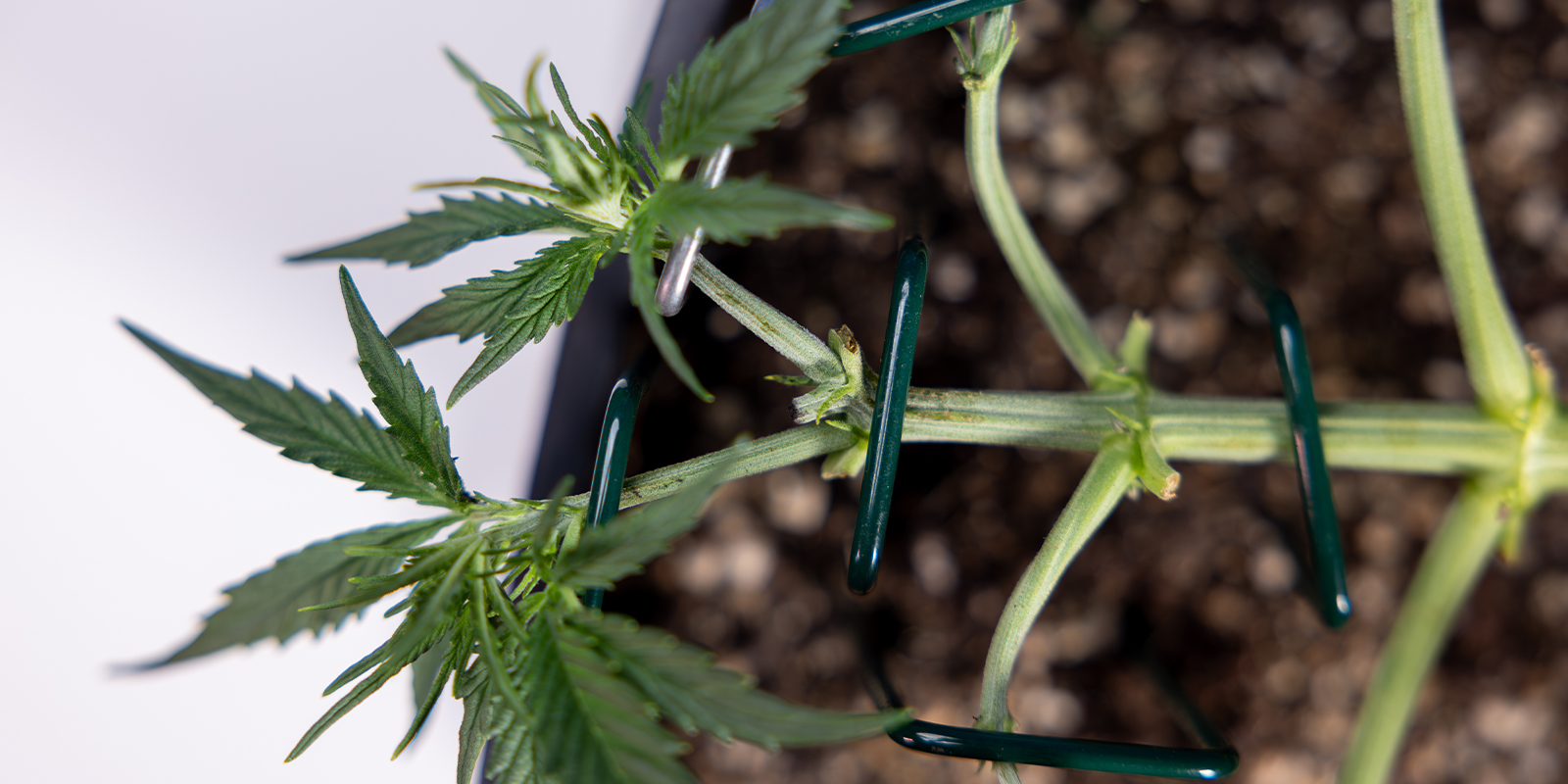 Stap 4: Bind de nieuwe hoofdarmen horizontaal vast Stap 4: Bind de nieuwe hoofdarmen horizontaal vast