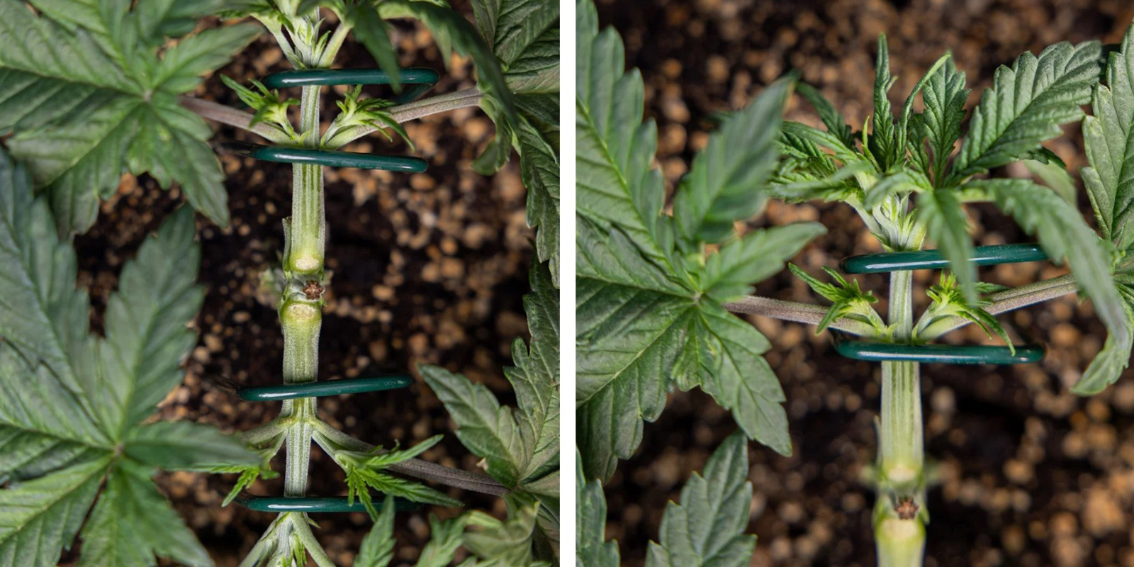 Stap 4: Bind de nieuwe hoofdarmen horizontaal vast Stap 4: Bind de nieuwe hoofdarmen horizontaal vast