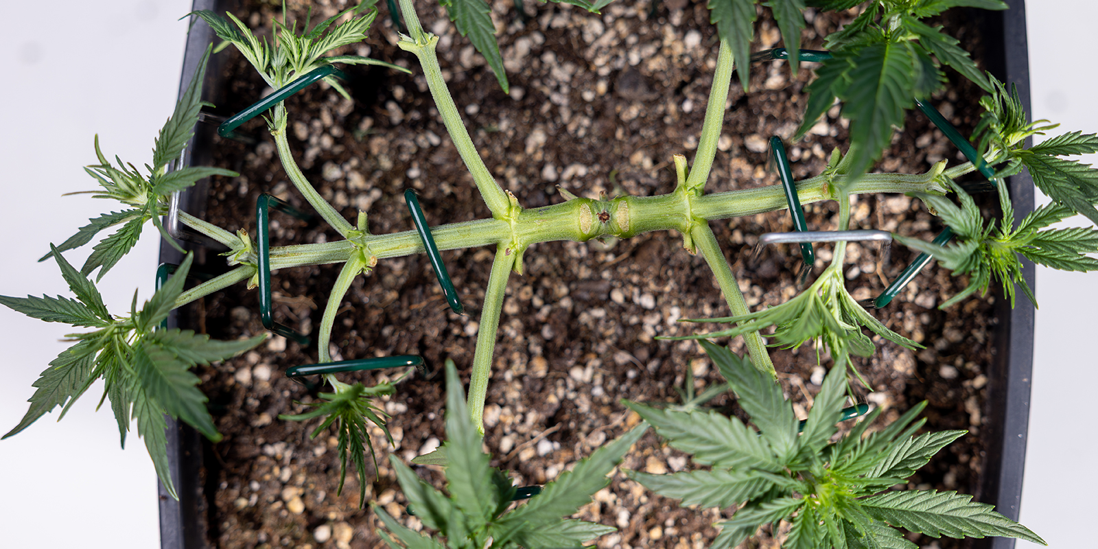 Stap 4: Bind de nieuwe hoofdarmen horizontaal vast Stap 4: Bind de nieuwe hoofdarmen horizontaal vast