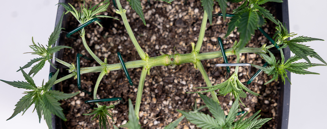 Hoe je met mainlining cannabis kweekt: een complete manifolding gids Hoe je met mainlining cannabis kweekt: een complete manifolding gids