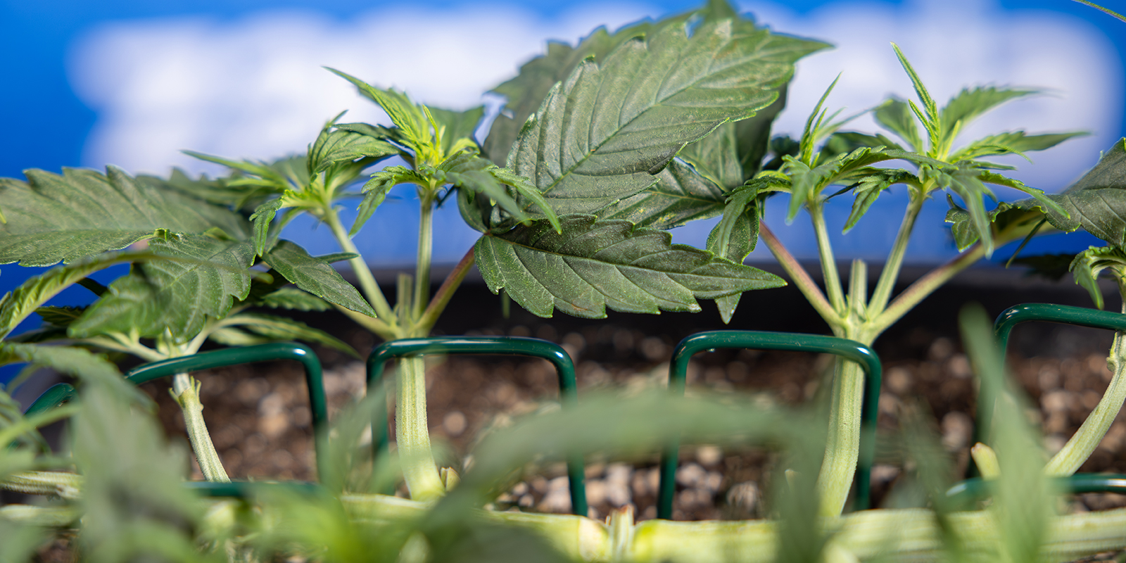 Stap 5: Herhaal het toppen tot je 8 colas hebt Stap 5: Herhaal het toppen tot je 8 colas hebt