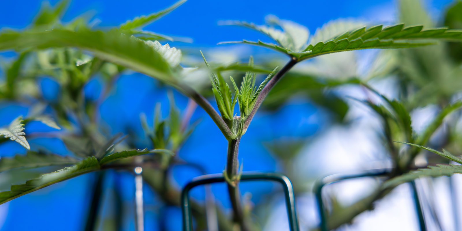 Stap 5: Herhaal het toppen tot je 8 colas hebt Stap 5: Herhaal het toppen tot je 8 colas hebt