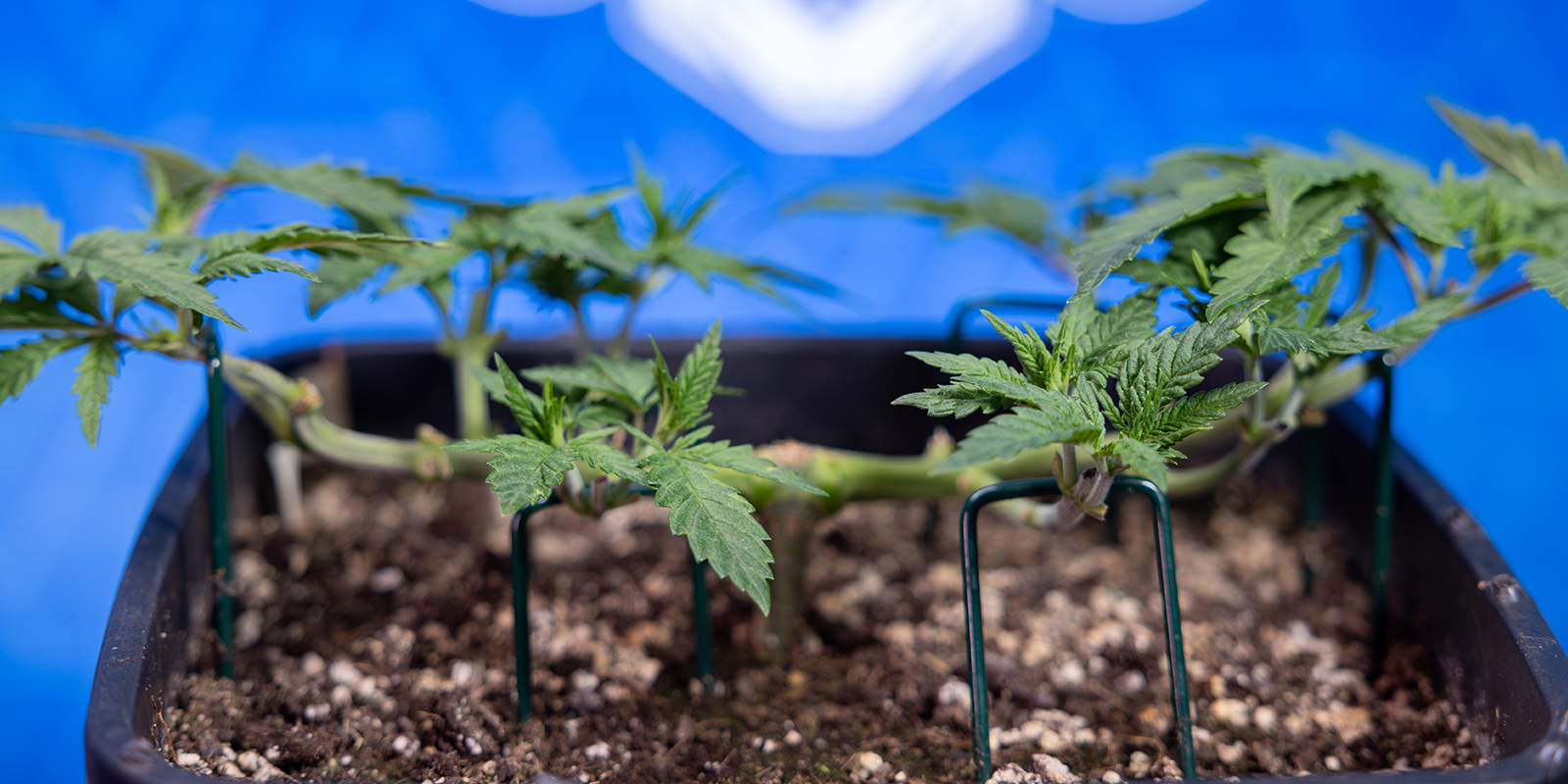 Stap 5: Herhaal het toppen tot je 8 colas hebt Stap 5: Herhaal het toppen tot je 8 colas hebt