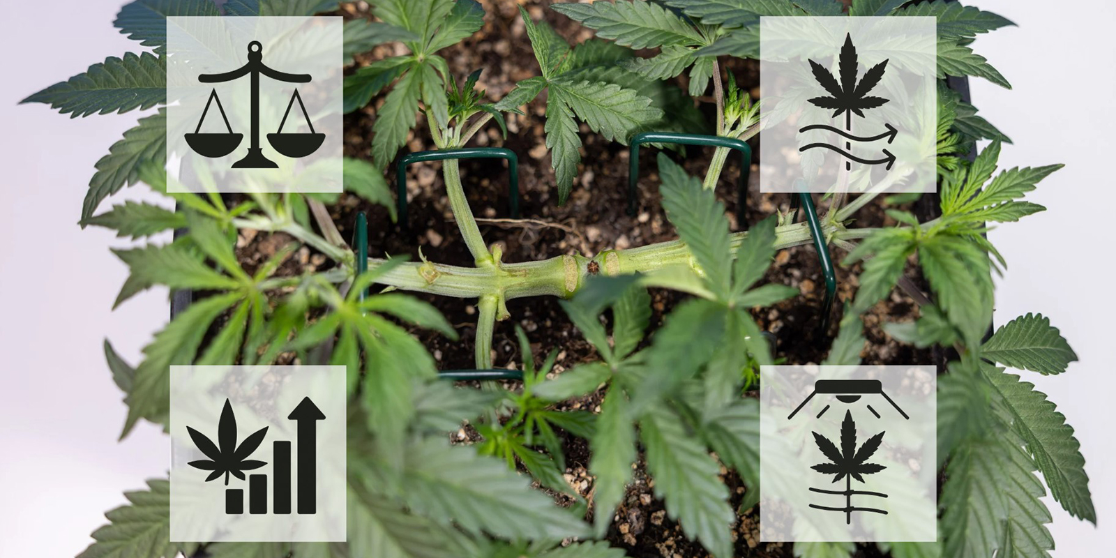 Voordelen van mainlining cannabis Voordelen van mainlining cannabis