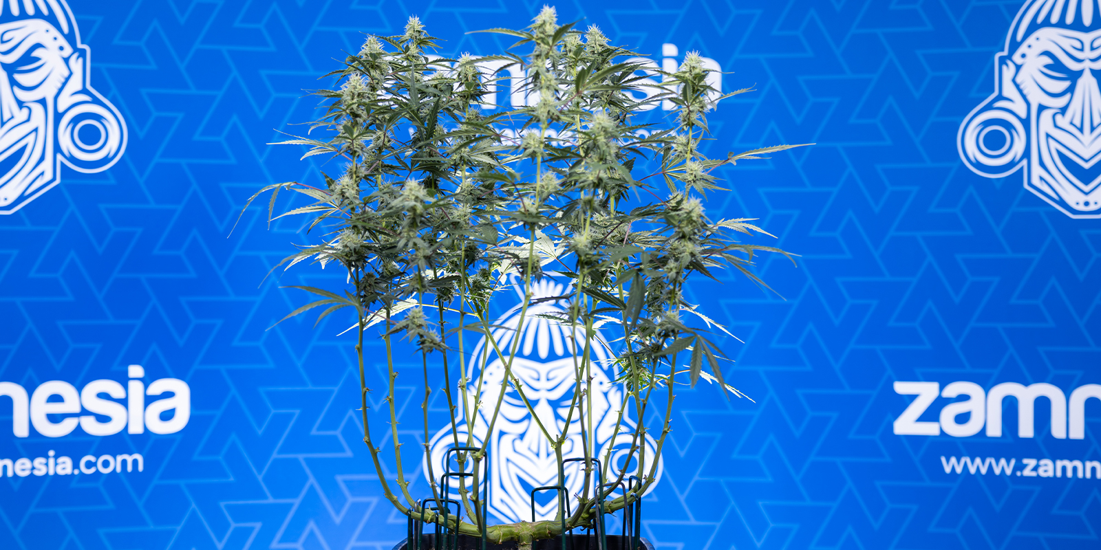 Mainline jezelf naar grotere toppen Mainline jezelf naar grotere toppen