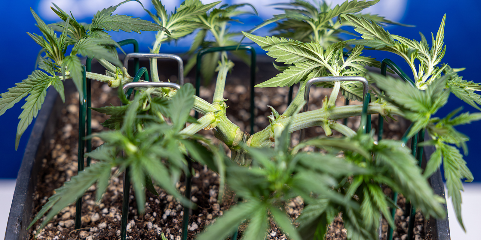 Mainlining Mainlining