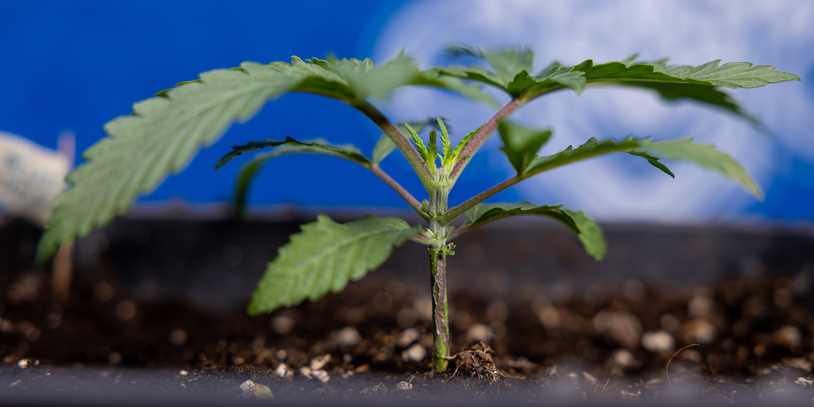 Stap 1: Laat de plant groeien tot 5–6 knopen Stap 1: Laat de plant groeien tot 5–6 knopen