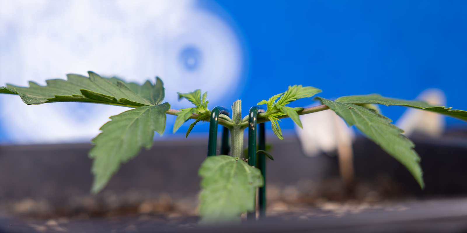 Stap 2: Top terug tot de 3e knoop (de manifold creëren)