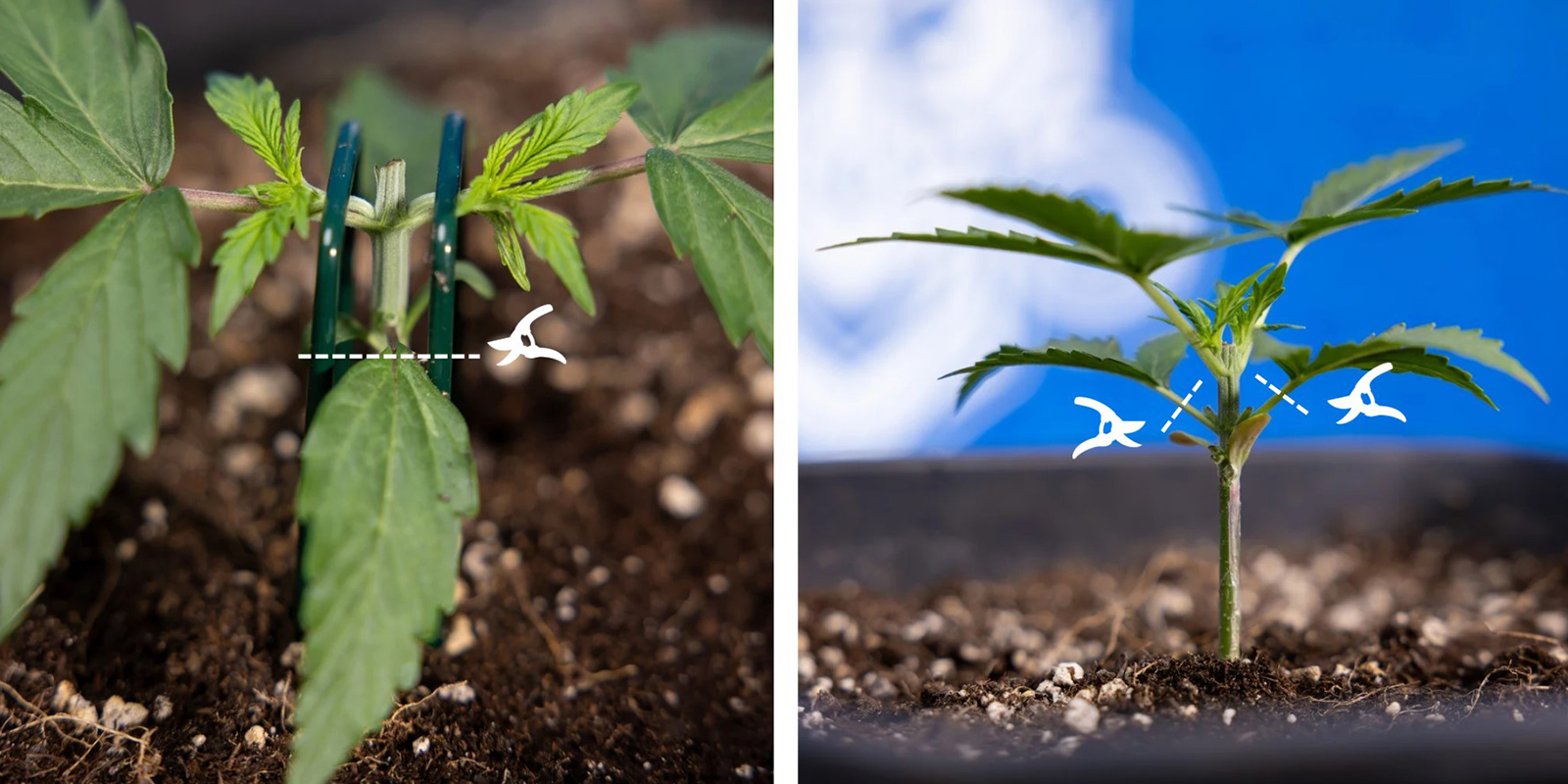 Stap 3: Verwijder de onderste groei Stap 3: Verwijder de onderste groei