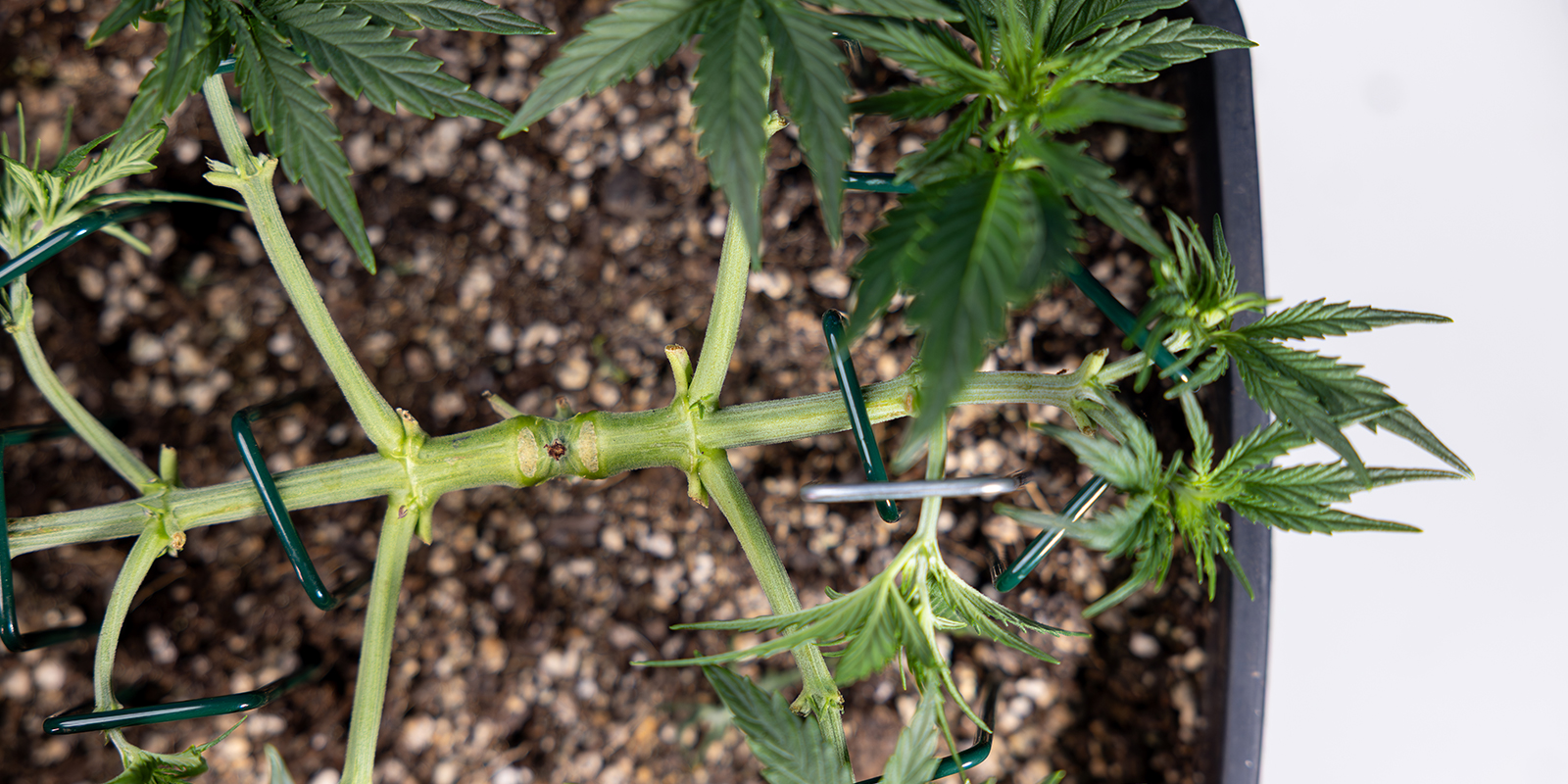 Wat is mainlining (oftewel manifolding)?