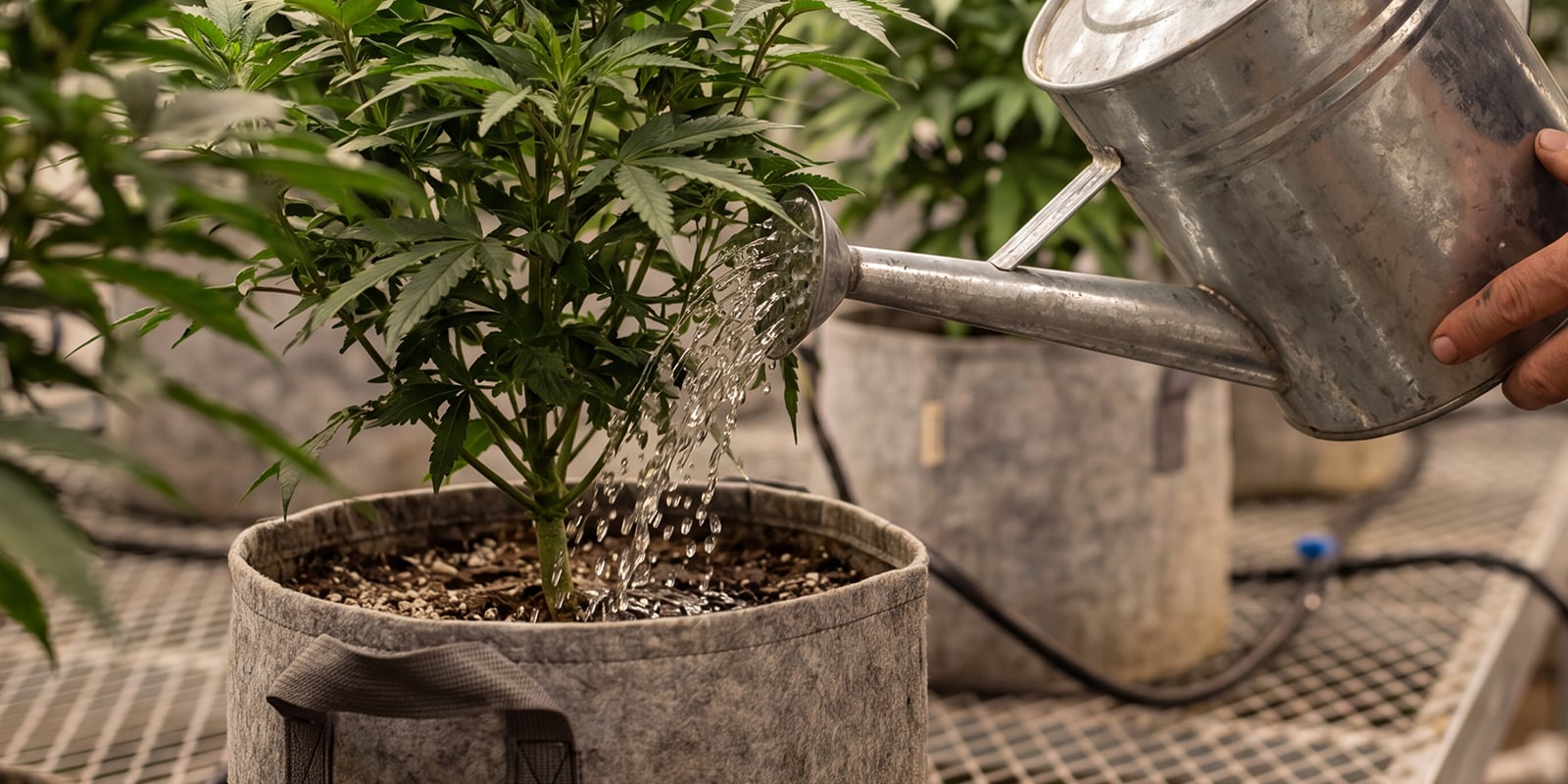 Veelgemaakte fouten bij het doorspoelen van cannabis Veelgemaakte fouten bij het doorspoelen van cannabis