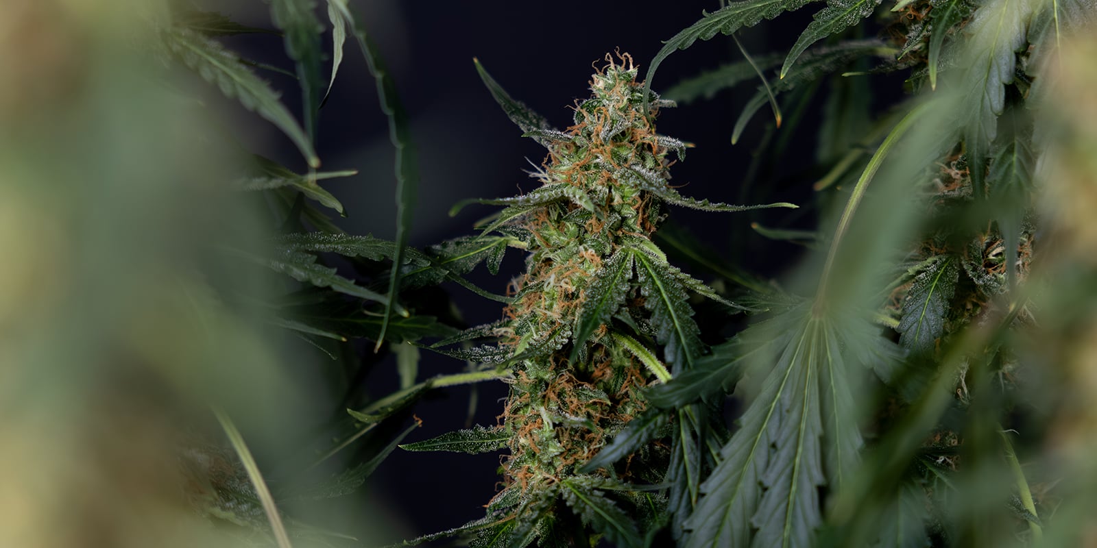 Eindoordeel: Is cannabis doorspoelen nodig? Eindoordeel: Is cannabis doorspoelen nodig?