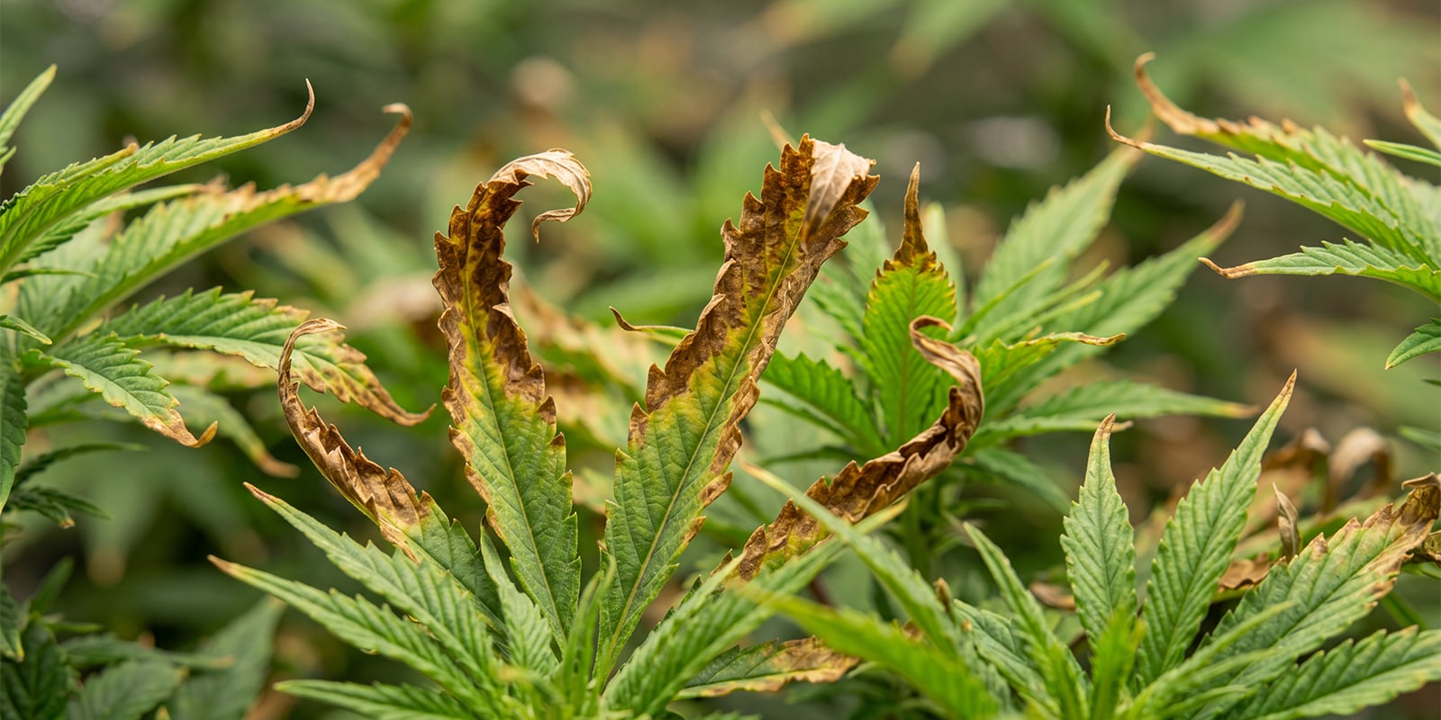 Cannabis doorspoelen bij overbemesting Cannabis doorspoelen bij overbemesting