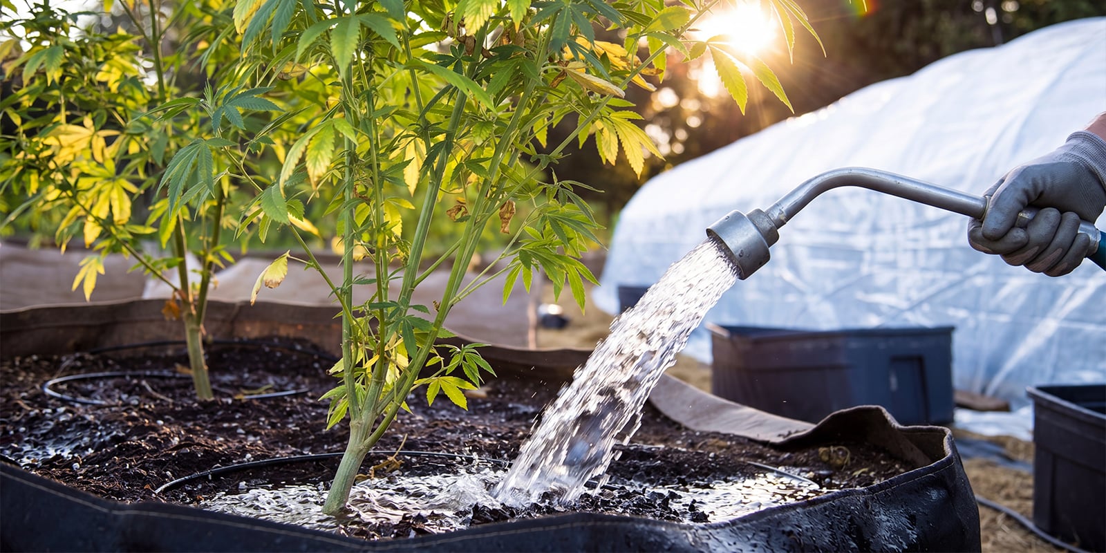 Wat is cannabis doorspoelen? Wat is cannabis doorspoelen?