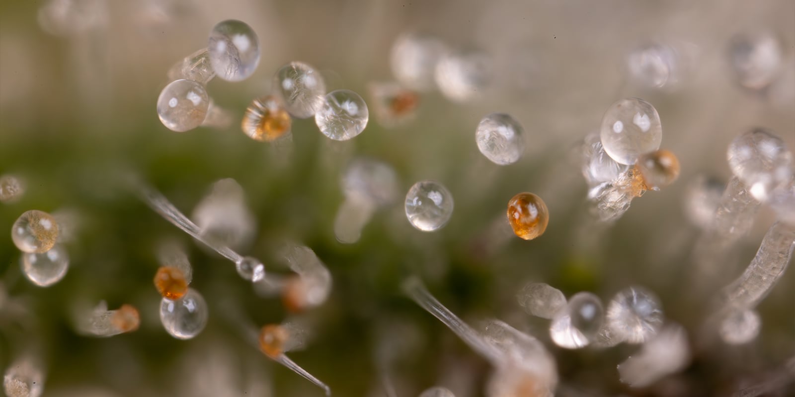 Wanneer je cannabisplanten doorspoelt Wanneer je cannabisplanten doorspoelt