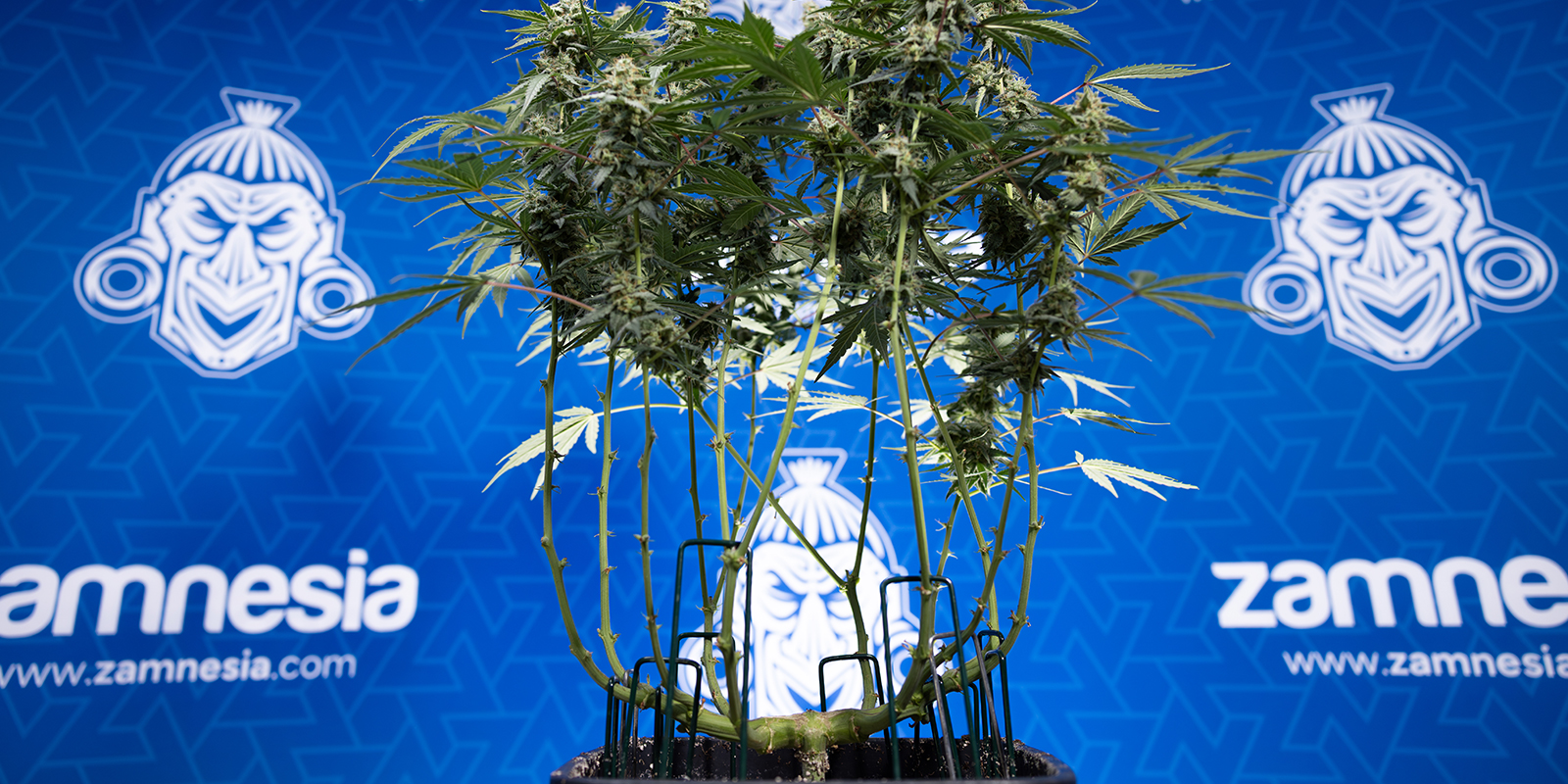 Autoflowers ontbladeren: speciale aandachtspunten