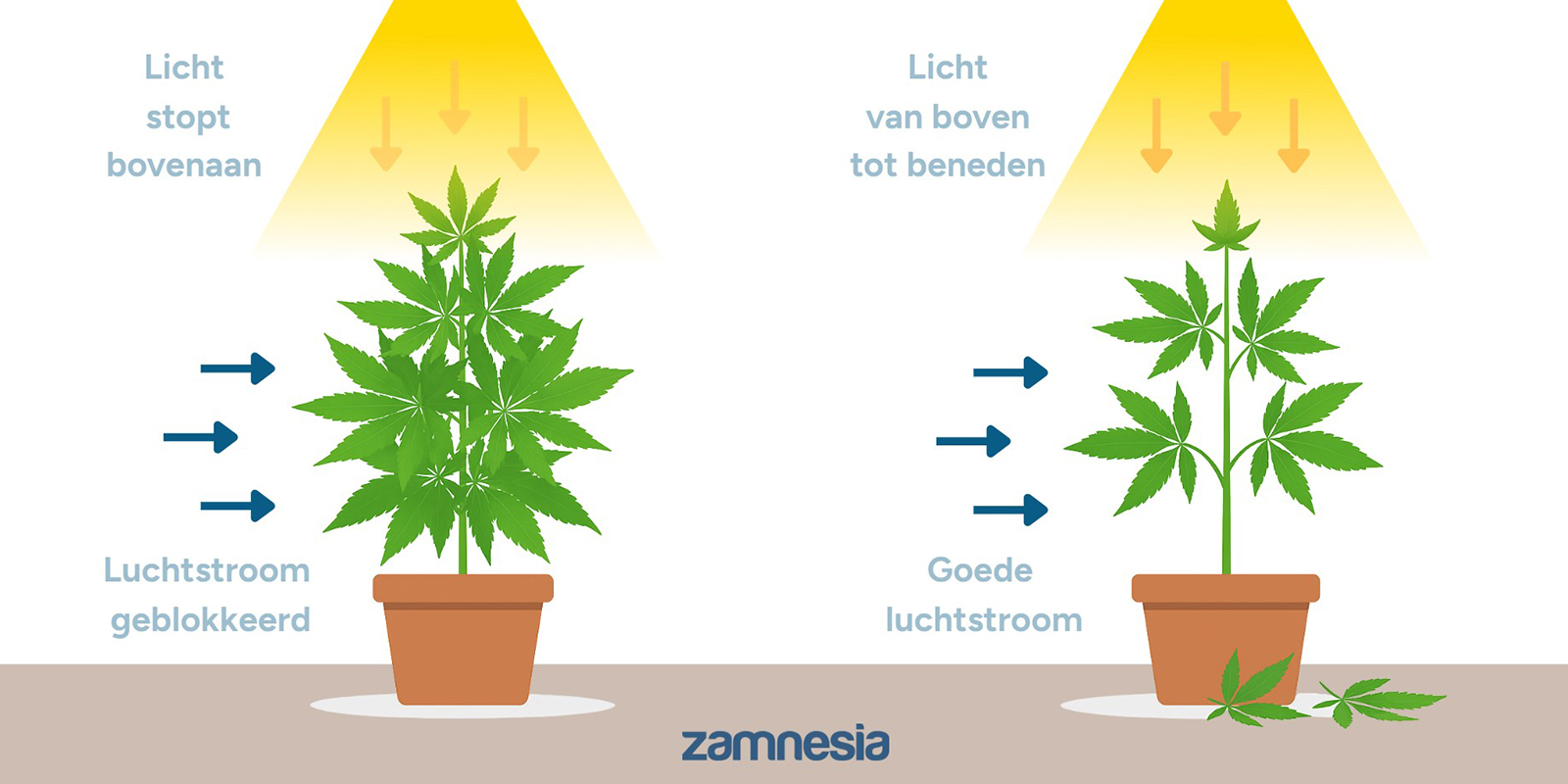 Waarom cannabis ontbladeren?
