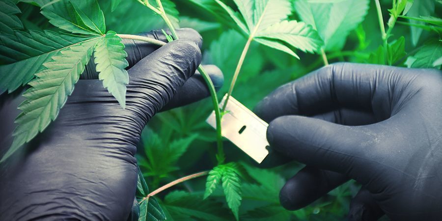 Cannabis Op Rockwool Kweken: Het Laten Wortelen Van Klonen