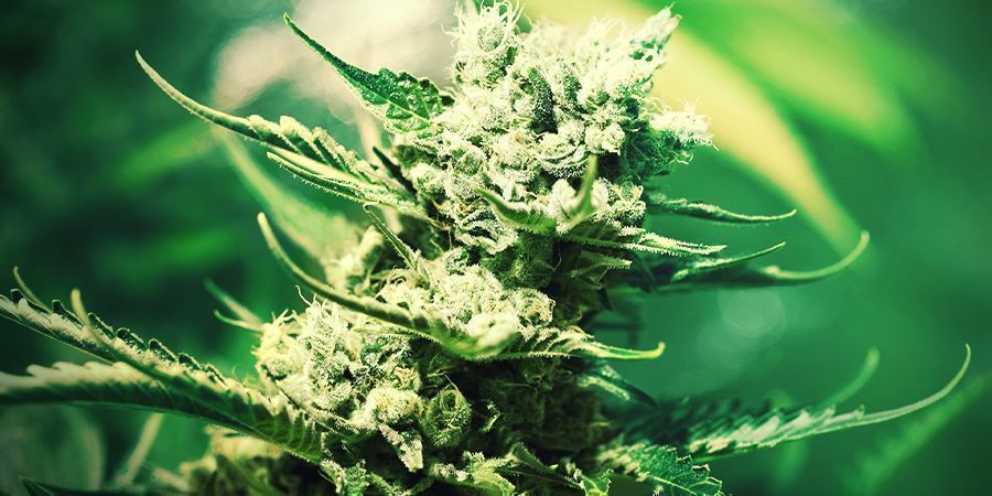 Cannabis Op Rockwool Kweken: BLOEIPERIODE