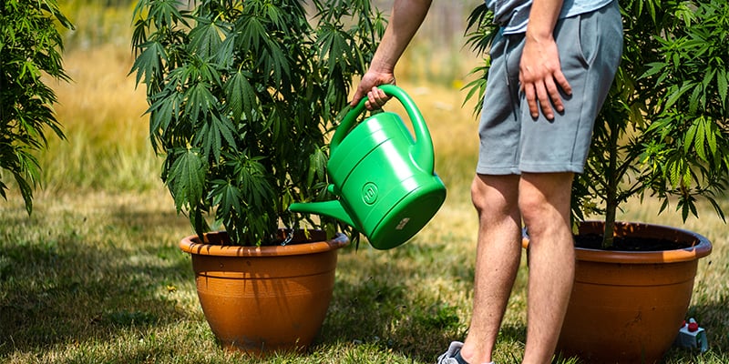 Veelgemaakte fouten bij het kweken van autoflowers Veelgemaakte fouten bij het kweken van autoflowers