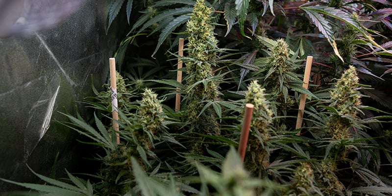 Autoflowers kweken: wat maakt ze anders (korte uitleg) Autoflowers kweken: wat maakt ze anders (korte uitleg)