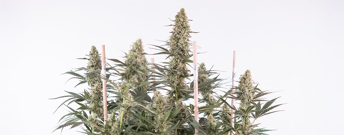 Alles Over Het Kweken Van Autoflowers Alles Over Het Kweken Van Autoflowers