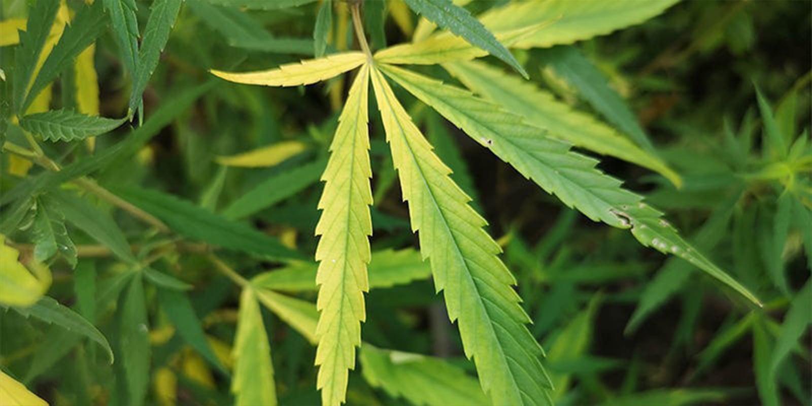 Veelvoorkomende voedingsproblemen bij autoflowers en hoe je ze voorkomt Veelvoorkomende voedingsproblemen bij autoflowers en hoe je ze voorkomt