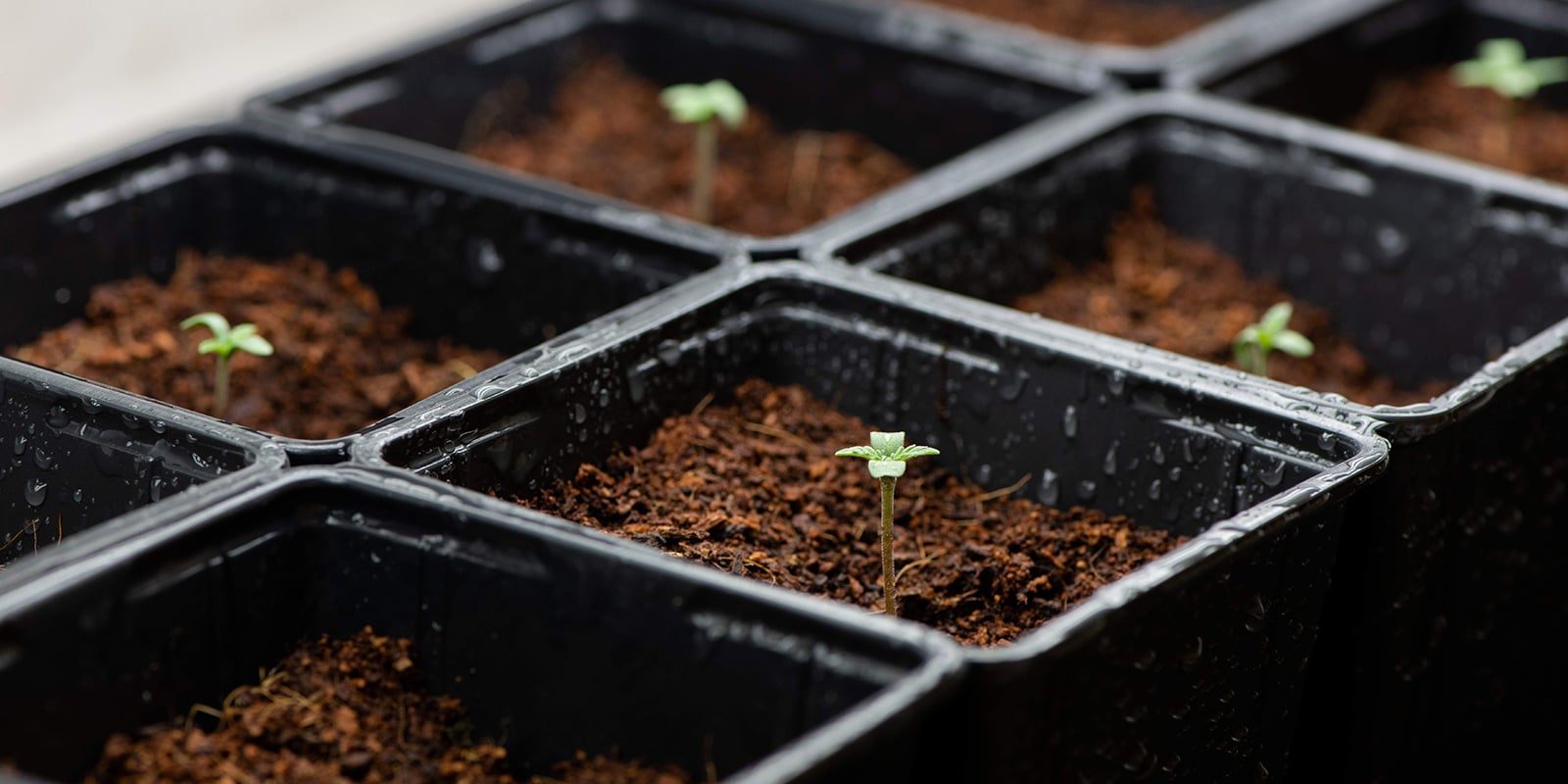Autoflowers kweken zonder voeding: kan dat? Autoflowers kweken zonder voeding: kan dat?