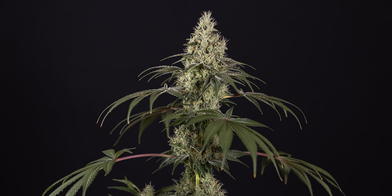 Hebben autoflowers voeding nodig? Hebben autoflowers voeding nodig?