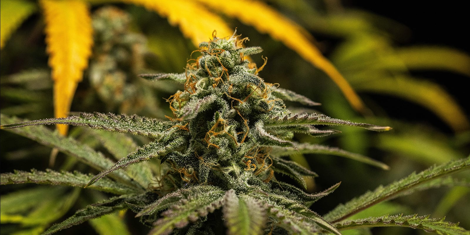 Laatste tips voor het voeden van autoflowering cannabisplanten