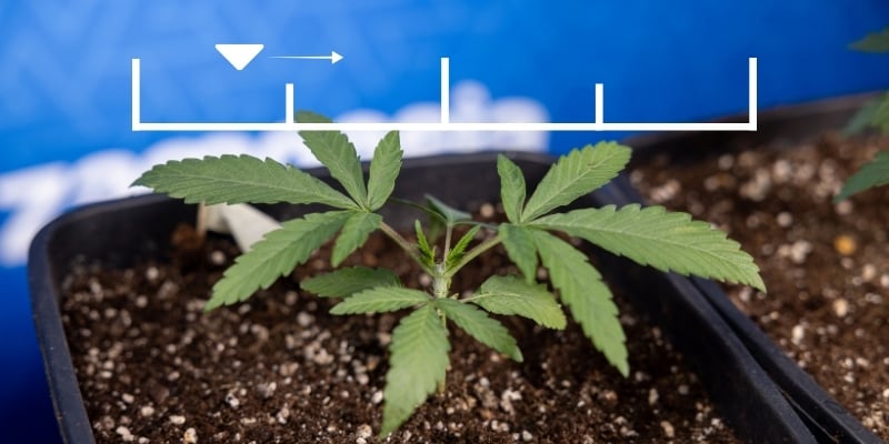 Wanneer moet je beginnen met het geven van voeding aan autoflowers? Wanneer moet je beginnen met het geven van voeding aan autoflowers?