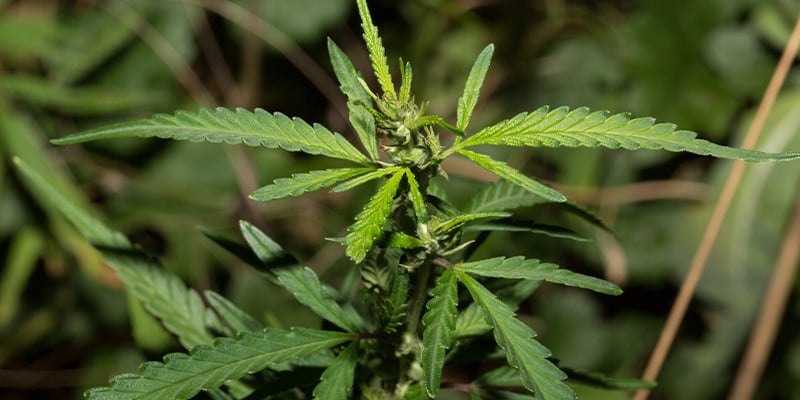 Groeikenmerken van ruderalis Groeikenmerken van ruderalis