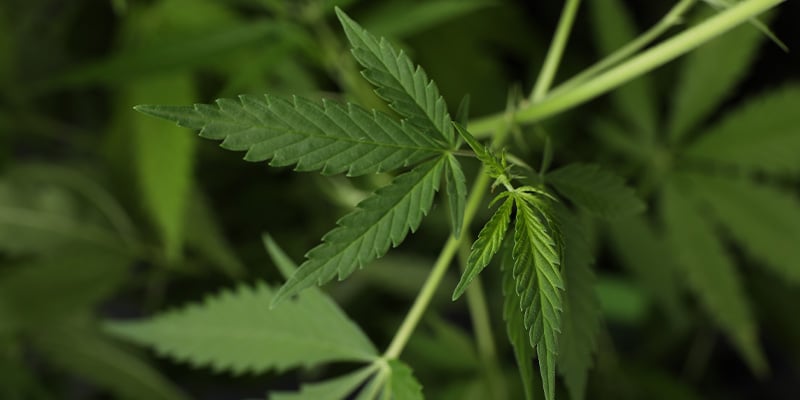 Is ruderalis vandaag nog relevant? Is ruderalis vandaag nog relevant?