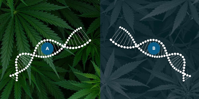 Ruderalis in autoflower-veredeling Ruderalis in autoflower-veredeling