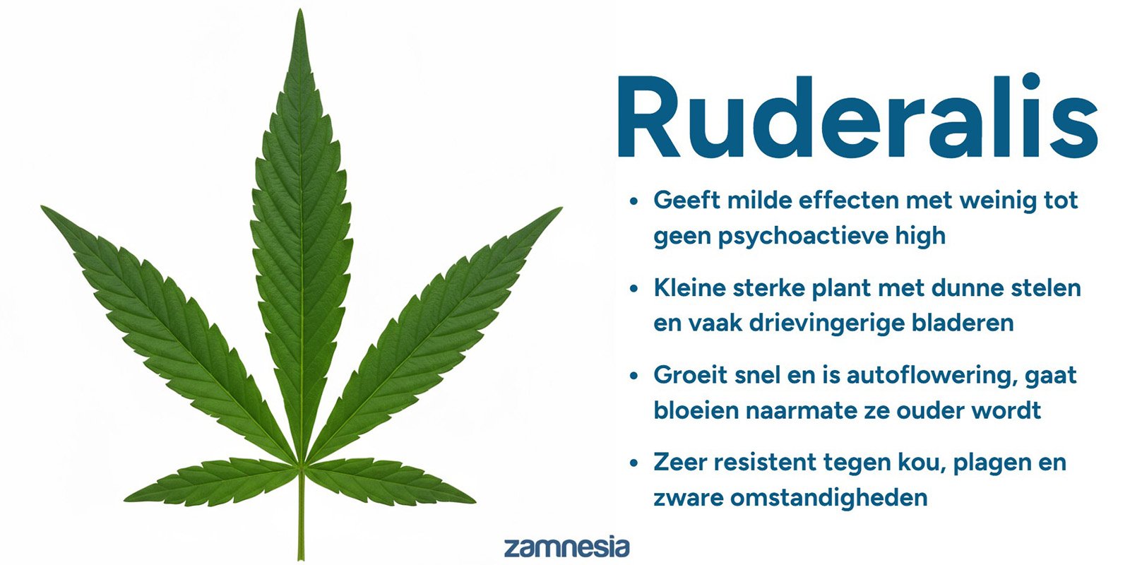 De oorsprong van cannabis ruderalis