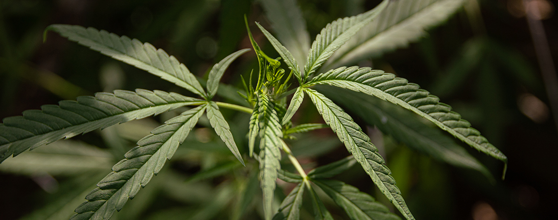 Wat is cannabis ruderalis?