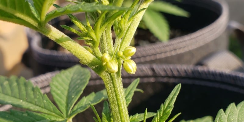 Plantengeslachten: mannelijke versus vrouwelijke planten