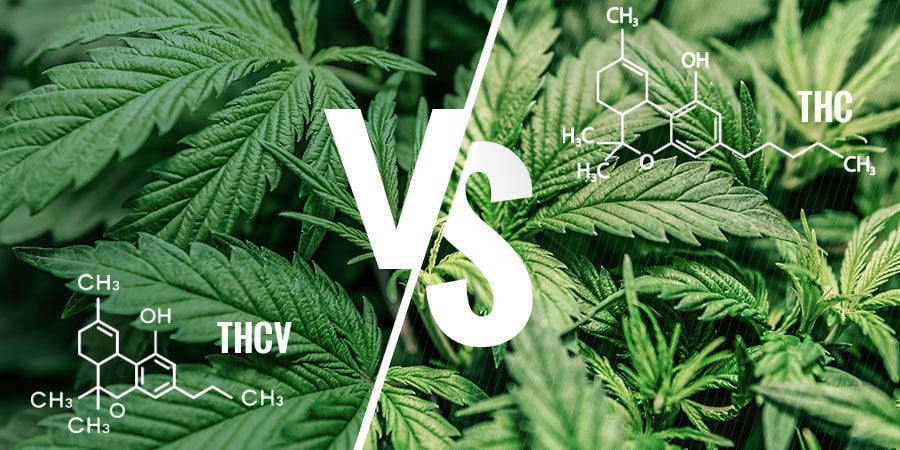 THCV vs. THC