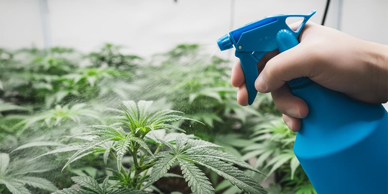 Come eliminare i tripidi dalle piante di cannabis