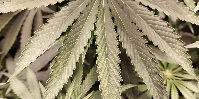 Hoe voorkom je trips op cannabis?