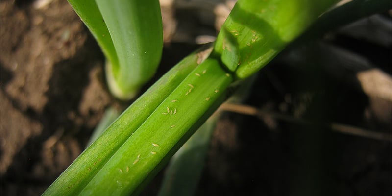 Hoe herken je trips op cannabisplanten?