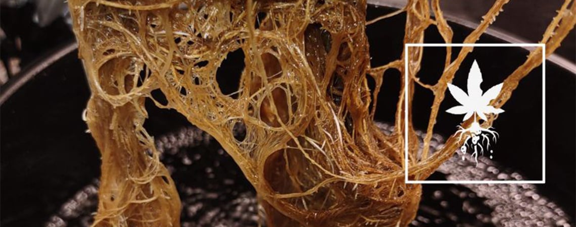 Hoe je wortelrot bij wietplanten herkent en verhelpt Hoe je wortelrot bij wietplanten herkent en verhelpt